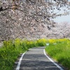 土手の桜と菜の花