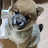 サンタが街にやってくる