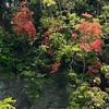 春から初夏の花６　鎌倉源氏山公園・ゴールデンウィークの花たち：　登り口の前の崖を見上げると，見事なヤマツツジ．横に今年はひっそりと咲くフジ．山道を登り始めると，マルバウツギ，シャガ，そしてスミレ．入口の平地には，新芽が赤いもみじ．芝生の間には，タンポポとハルジオン．そして，今の季節，最も目立つのは植栽のツツジ．ウグイスの鳴く源氏山公園．今年は市外からも来て下さいと誘えないのが残念です．