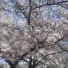 今年の桜