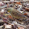 2017-12-23 舞岡公園 探鳥