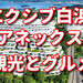 【白浜旅行】エクシブ白浜アネックス周辺のおすすめスポットと楽しみ方