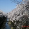 石神井川沿いの桜見物 中板橋から氷川台
