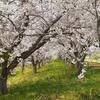 GW一番のお天気の中、桜を見に行く