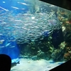 広島マリーナホップの水族館