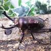 ニジイロクワガタ(ブラック血統)