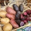 「芋と年寄り」・ 年寄りの食の固定観念