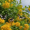 花と蝶とひろふじさん