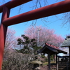 駒形神社の梅