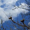 福山市北部の桜はまだ蕾の蕾（福山市神辺町吉野山公園・堂々公園）