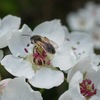 唐茱萸と瓢箪木の花が咲いた