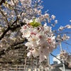 駄原公園の桜