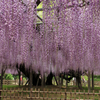 玉敷公園の藤と箭弓稲荷神社ぼたんを撮って