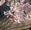 退蔵院の桜