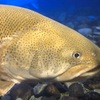 イトウ見学 〜山の水族館〜