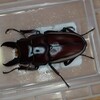 ウォレスノコギリ　オス羽化