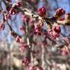 枝垂れ桜　開花・17日(金)