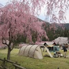 竹田の里しだれ桜まつり 