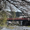 今日の飛騨高山、桜が満開です