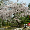 桜の木の下で　（お仕事する人）