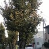 鴨脚