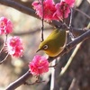 野鳥撮り