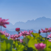 劔岳とハスの花