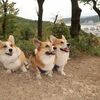 長柄桜山古墳群コース ワンコとハイキング