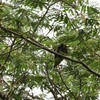 キホオゴシキドリ(Gold-whiskered Barbet)など