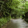 雨の浄智寺谷戸