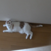 出待ちする猫達