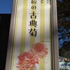 歴博「伝統の古典菊」展