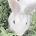 わたしと閃光