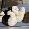 にゃんねこ25匹の猫生活を紹介するにゃ 2