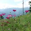 山へコスモスを見に