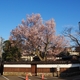 お花見シーズンまであと少しです（笑）