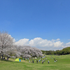 2023年3月の桜花見6　横浜根岸森林公園昼下がり