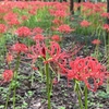 巾着田曼殊沙華まつり