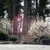 髙萩八幡宮　梅の花