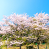 近場の名桜