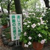 愛知県一宮市の御裳〔みも〕神社へアジサイを見に行った。ただし同社を会場とした「尾西あじさいまつり」今年は中止とのこと