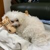 リズちゃん、アルくんが来ても怒らないでね
