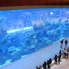 ドバイ水族館 ドバイ モールを彩る巨大水槽 幅32メートルの青き壁 ドバイ旅行記 8