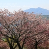 富谷山ふれあい公園の八重桜・・