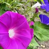 秋の音と生き残りの夏野菜〜あのカピカピから唯一生還〜