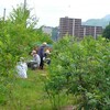 森の工房AMA→屋上の草取り　庭の花たち