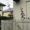 立葵