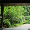 京都「岩船寺」紫陽花　2025