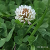 シロツメクサ Trifolium repens