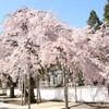 桜降る春